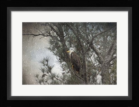 Framed Last Winter Blast Bald Eagle Print