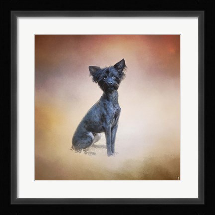Framed Little Angel Yorkie Poo Print