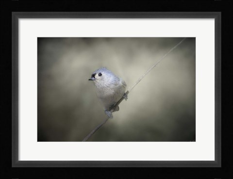 Framed Little Tufted Titmouse Print