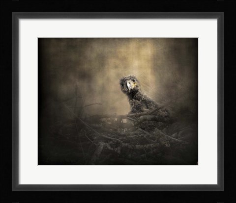 Framed Lone Eaglet In The Nest Print