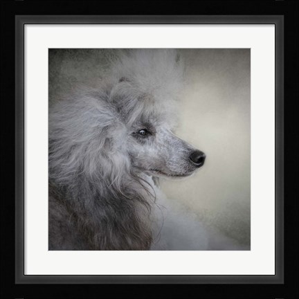 Framed Longing Silver Standard Poodle Print