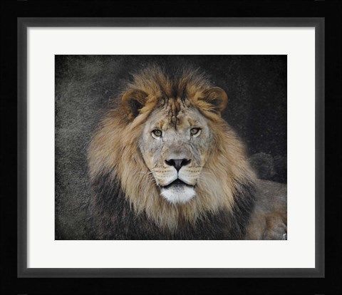Framed Male Lion Portrait 1 Print