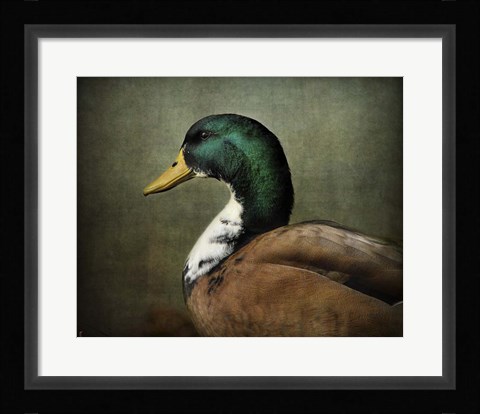 Framed Mallard Duck Portrait Print
