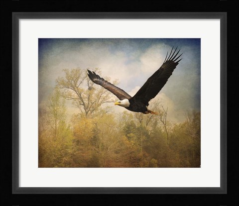 Framed Monarch Of The Skies Bald Eagle Print