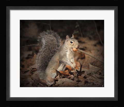 Framed More Than You Can Chew Squirrel Print
