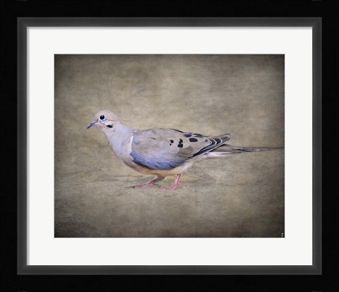 Framed Mourning Dove Portrait Print