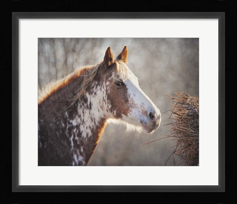 Framed No Sharing Horse Print
