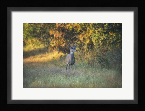 Framed October Buck Print