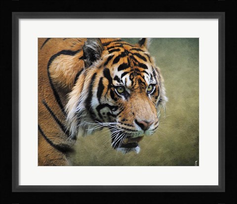 Framed On The Prowl Bengal Tiger Print