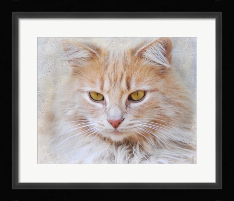 Framed Orange Tabby Cat Portrait Print