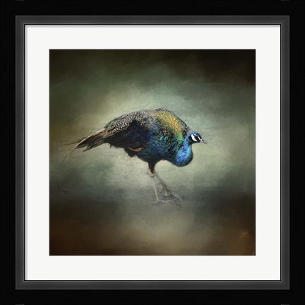 Framed Peacock 10 Print
