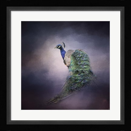 Framed Peacock 11 Print