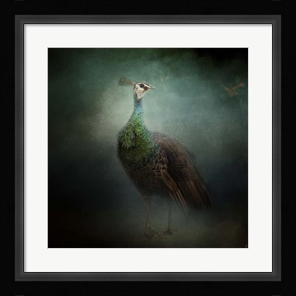 Framed Peacock 2 Print