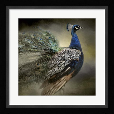 Framed Peacock 5 Print