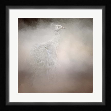 Framed Peacock 6 Print