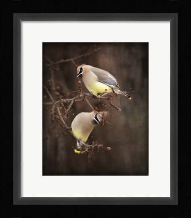 Framed Peek A Boo Cedar Waxwings Print