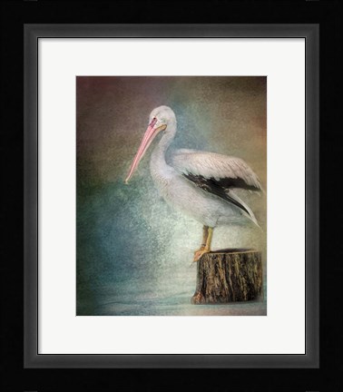 Framed Perched Pelican Print