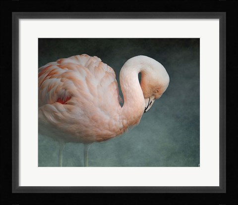 Framed Pink Flamingo 2 Print