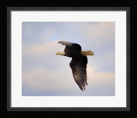 Framed Pinson Mounds Eagle 2 Print