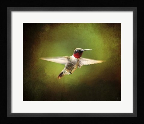 Framed Portrait Of A Hummingbird In Flight Print