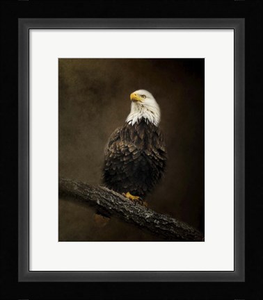 Framed Portrait Of An Eagle Print