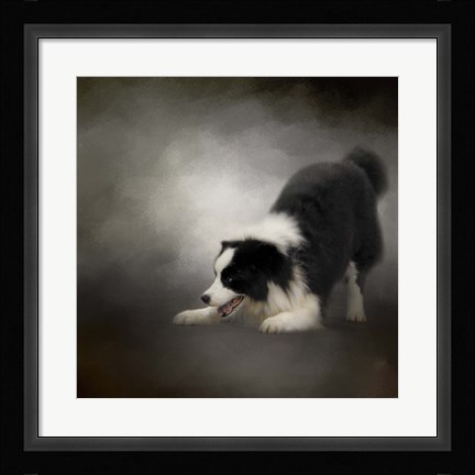 Framed Ready To Play Border Collie Print