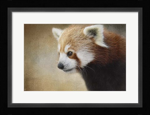 Framed Red Panda Watching Print
