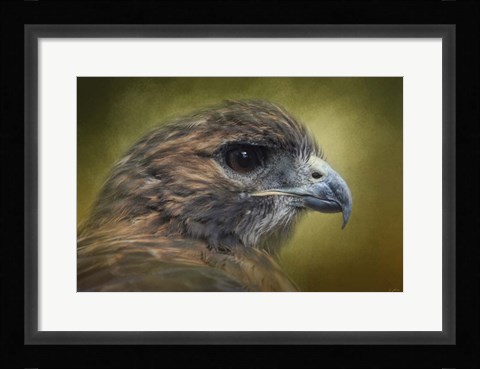 Framed Red Tailed Hawk At Reelfoot Print