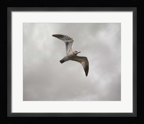 Framed Ring Billed Gull At Reelfoot Print