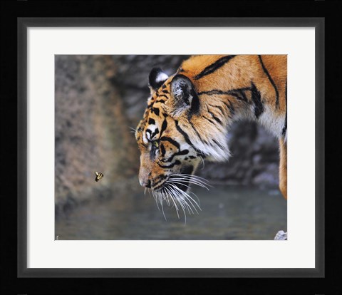 Framed Risk Taker Bengal Tiger And Butterfly Print