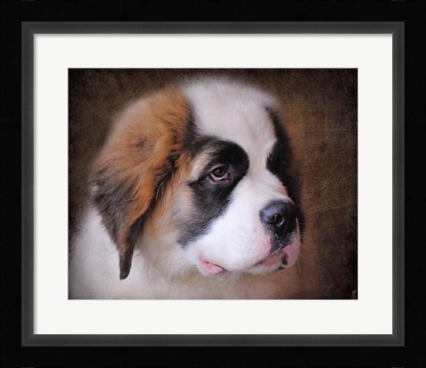 Framed Saint Bernard Puppy Portrait Print