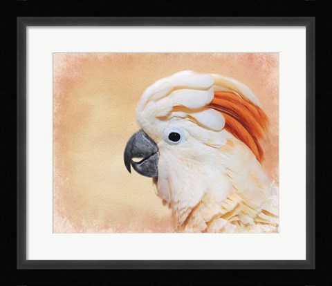 Framed Salmon Crested Cockatoo Portrait 1 Print