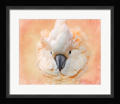 Framed Salmon Crested Cockatoo Portrait 2 Print