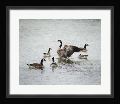 Framed Show Off Canadian Geese Print