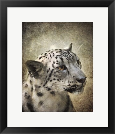 Framed Snow Leopard Portrait Print