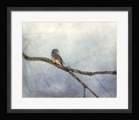 Framed Solitude Bluebird Print