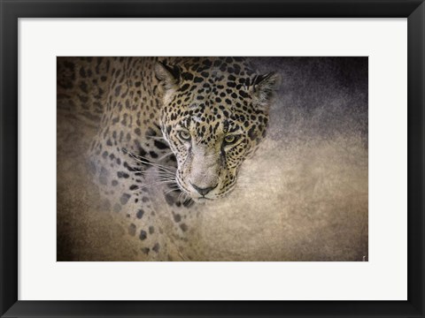 Framed Stalking Her Prey Leopard Print