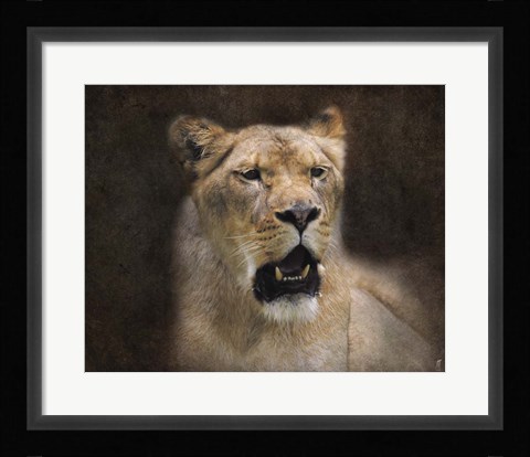 Framed Lioness Portrait Print