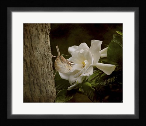 Framed Scent Of The Gardenia Print