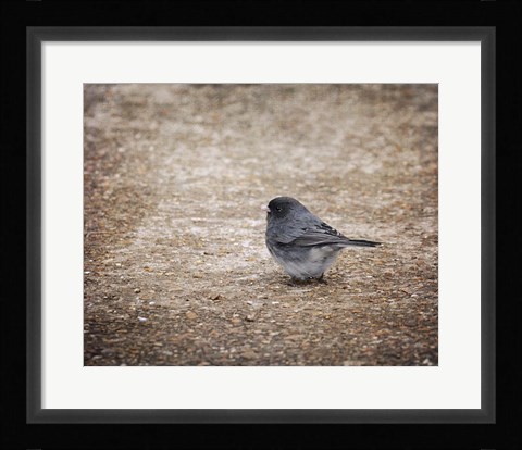 Framed Tiny Junco In A Big World Print