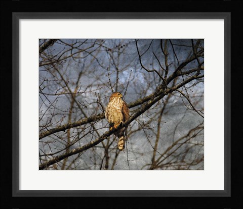 Framed Treetop Raptor Print