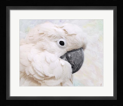 Framed Umbrella Cockatoo Portrait Print