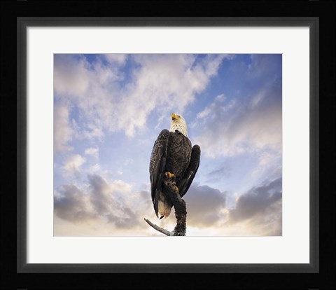 Framed View From The Top Bald Eagle Print