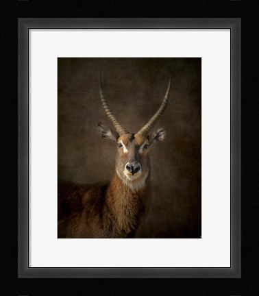Framed Waterbuck Antelope Print