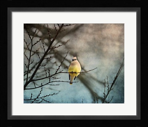 Framed Waxwing At Winter Sunset Print