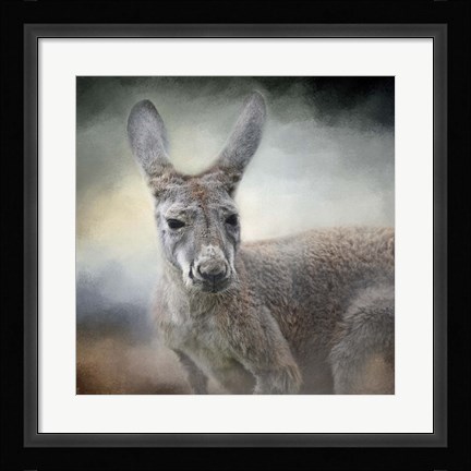 Framed Western Grey Kangaroo Print