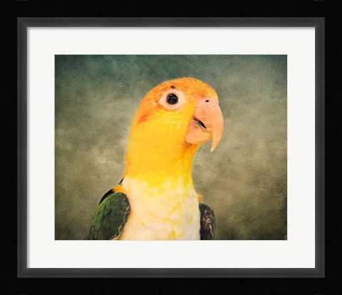 Framed White Bellied Caique Portrait Print