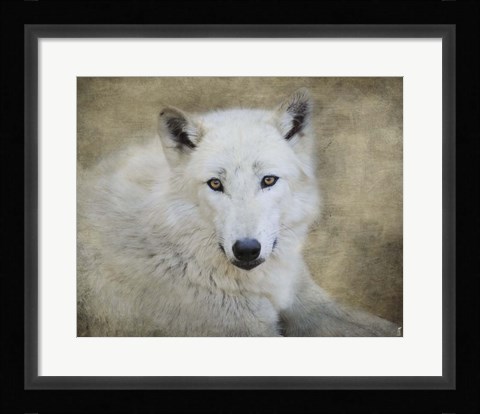 Framed White Wolf Portrait Print