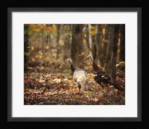 Framed Wild Turkey In The Woods Print
