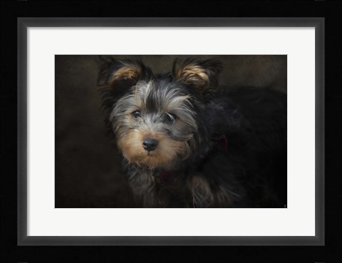 Framed Yorkie Puppy Print